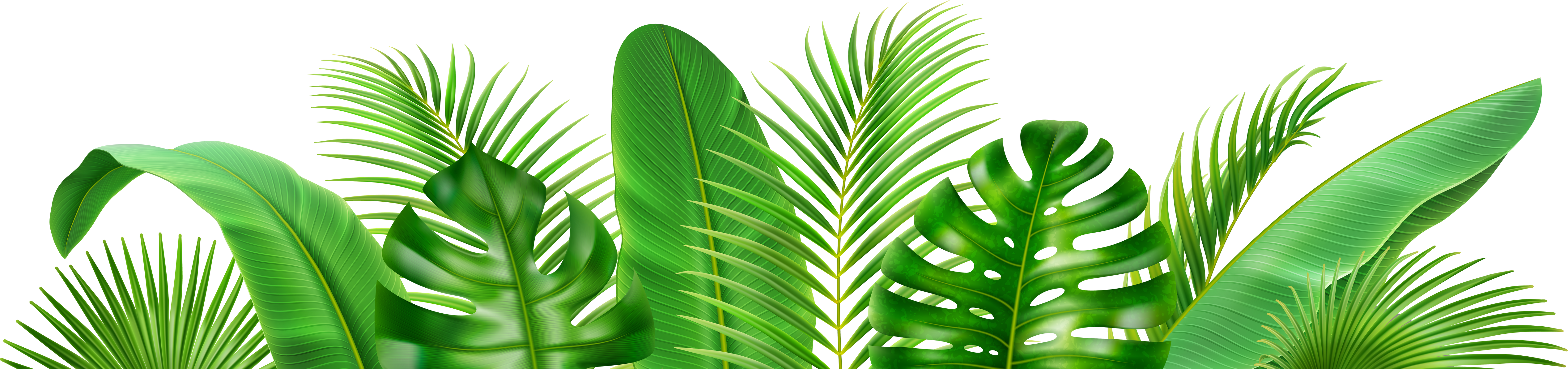 Frame Exotic Tropical Leaves